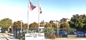 Viral post said a dog faced euthanasia at a California shelter. It was an AI hoax