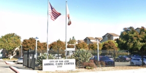 Viral post said a dog faced euthanasia at a California shelter. It was an AI hoax