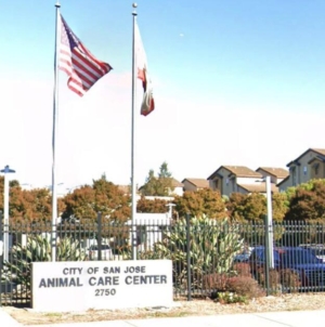 Viral post said a dog faced euthanasia at a California shelter. It was an AI hoax