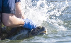 Three-flippered sea turtle returns to San Gabriel River after long recovery