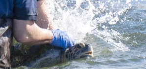 Three-flippered sea turtle returns to San Gabriel River after long recovery