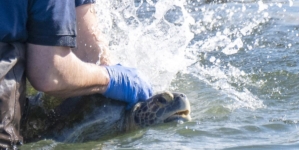 Three-flippered sea turtle returns to San Gabriel River after long recovery