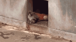 Viral monkey draws huge crowds to Japan zoo with beloved stuffed animal