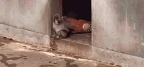 Viral monkey draws huge crowds to Japan zoo with beloved stuffed animal