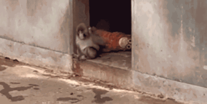 Viral monkey draws huge crowds to Japan zoo with beloved stuffed animal