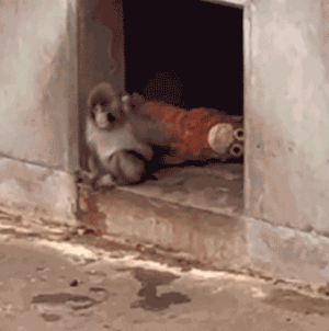 Viral monkey draws huge crowds to Japan zoo with beloved stuffed animal