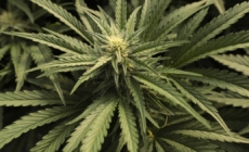 L.A. cannabis businesses owe $400 million. The city may get only $30 million