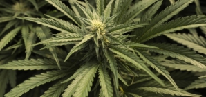 L.A. cannabis businesses owe $400 million. The city may get only $30 million