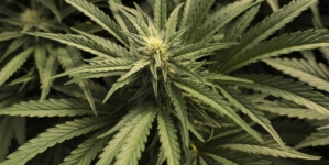 L.A. cannabis businesses owe $400 million. The city may get only $30 million