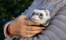 Woman Can’t Handle How People React to Her Pet in Public: ‘A Fairy!’