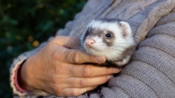 Woman Can’t Handle How People React to Her Pet in Public: ‘A Fairy!’