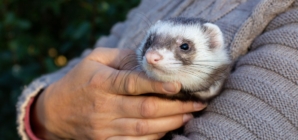 Woman Can’t Handle How People React to Her Pet in Public: ‘A Fairy!’