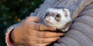 Woman Can’t Handle How People React to Her Pet in Public: ‘A Fairy!’