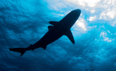 Minnesota woman dies following shark attack in U.S. Virgin Islands