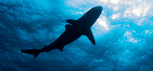 Minnesota woman dies following shark attack in U.S. Virgin Islands