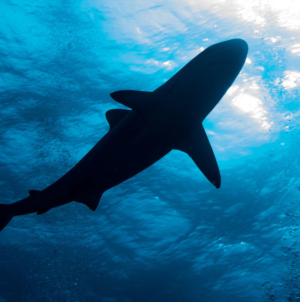 Minnesota woman dies following shark attack in U.S. Virgin Islands