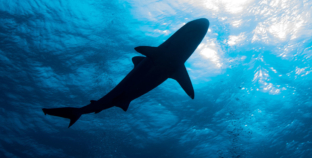 Minnesota woman dies following shark attack in U.S. Virgin Islands