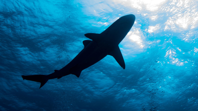 Minnesota woman dies following shark attack in U.S. Virgin Islands