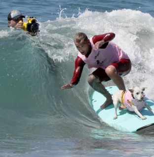 Sugar, a World Dog Surf Champion, is battling cancer, says owner