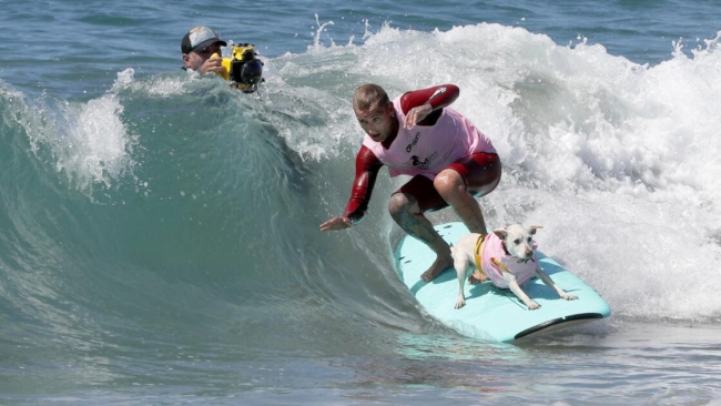 Sugar, a World Dog Surf Champion, is battling cancer, says owner