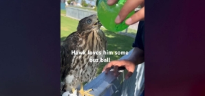 L.A. man behind bars for feeding alcohol to protected Cooper’s hawk