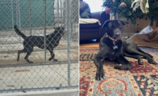 Shelter Dog Twice Returned Had Lost Hope—Then Family 9 Hours Away Saw Video