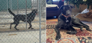 Shelter Dog Twice Returned Had Lost Hope—Then Family 9 Hours Away Saw Video