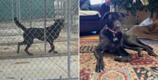 Shelter Dog Twice Returned Had Lost Hope—Then Family 9 Hours Away Saw Video