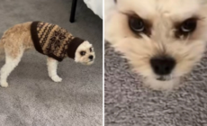 Owner Leaves Dog’s Ears Tucked in Jumper, His Response Says It All