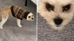 Owner Leaves Dog’s Ears Tucked in Jumper, His Response Says It All