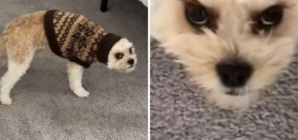 Owner Leaves Dog’s Ears Tucked in Jumper, His Response Says It All