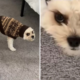 Owner Leaves Dog’s Ears Tucked in Jumper, His Response Says It All