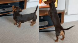 Dachshund Watches Cartoon on TV, Why He’s So Excited Warms Hearts