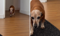 Senior Dachshund Who’s Been Through ‘Every Season’ With Owner Melts Hearts