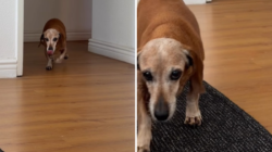 Senior Dachshund Who’s Been Through ‘Every Season’ With Owner Melts Hearts