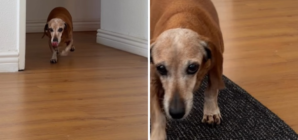 Senior Dachshund Who’s Been Through ‘Every Season’ With Owner Melts Hearts