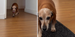 Senior Dachshund Who’s Been Through ‘Every Season’ With Owner Melts Hearts