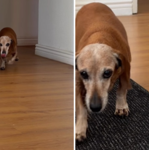 Senior Dachshund Who’s Been Through ‘Every Season’ With Owner Melts Hearts