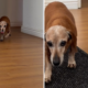 Senior Dachshund Who’s Been Through ‘Every Season’ With Owner Melts Hearts