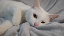 Woman Adopts Stray Cat—3 Years Later She’s on a ‘Different Color Setting’  