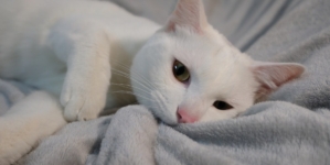 Woman Adopts Stray Cat—3 Years Later She’s on a ‘Different Color Setting’  