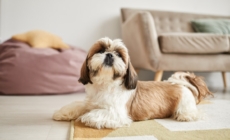 Owner Attempts To Film Dog, Nobody Prepared for Reaction: ‘What Did You Do’