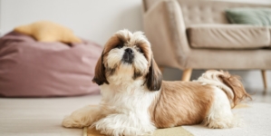 Owner Attempts To Film Dog, Nobody Prepared for Reaction: ‘What Did You Do’