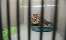 ‘Saddest’ Shelter Cat Finally Gets Adopted—Then True Personality Emerges