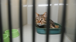 ‘Saddest’ Shelter Cat Finally Gets Adopted—Then True Personality Emerges 