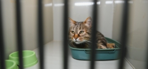 ‘Saddest’ Shelter Cat Finally Gets Adopted—Then True Personality Emerges 