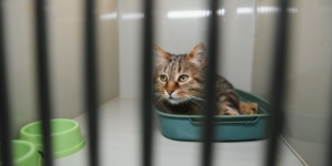 ‘Saddest’ Shelter Cat Finally Gets Adopted—Then True Personality Emerges 