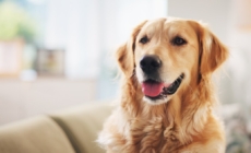 Golden Retriever Gets Little Brother—What Happens Next Melts Hearts