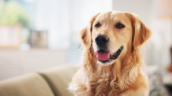 Golden Retriever Gets Little Brother—What Happens Next Melts Hearts