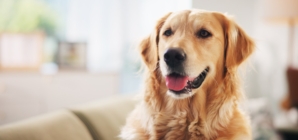 Golden Retriever Gets Little Brother—What Happens Next Melts Hearts